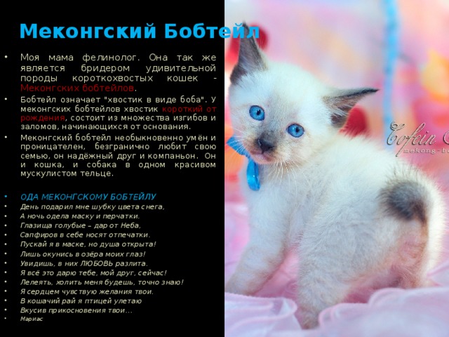 Меконгский Бобтейл Моя мама фелинолог. Она так же является бридером удивительной породы короткохвостых кошек - Меконгских бобтейлов . Бобтейл означает 