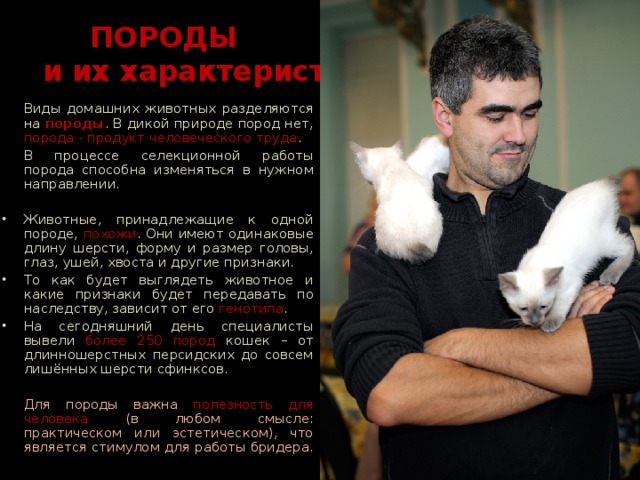  ПОРОДЫ   и их характеристики  Виды домашних животных разделяются на породы . В дикой природе пород нет, порода - продукт человеческого труда .  В процессе селекционной работы порода способна изменяться в нужном направлении. Животные, принадлежащие к одной породе, похожи . Они имеют одинаковые длину шерсти, форму и размер головы, глаз, ушей, хвоста и другие признаки. То как будет выглядеть животное и какие признаки будет передавать по наследству, зависит от его генотипа . На сегодняшний день специалисты вывели более 250 пород кошек – от длинношерстных персидских до совсем лишённых шерсти сфинксов.   Для породы важна полезность для человека (в любом смысле: практическом или эстетическом), что является стимулом для работы бридера. 