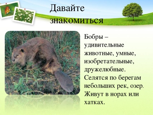 Давайте знакомиться Бобры – удивительные животные, умные, изобретательные, дружелюбные. Селятся по берегам небольших рек, озер . Живут в норах или хатках.  