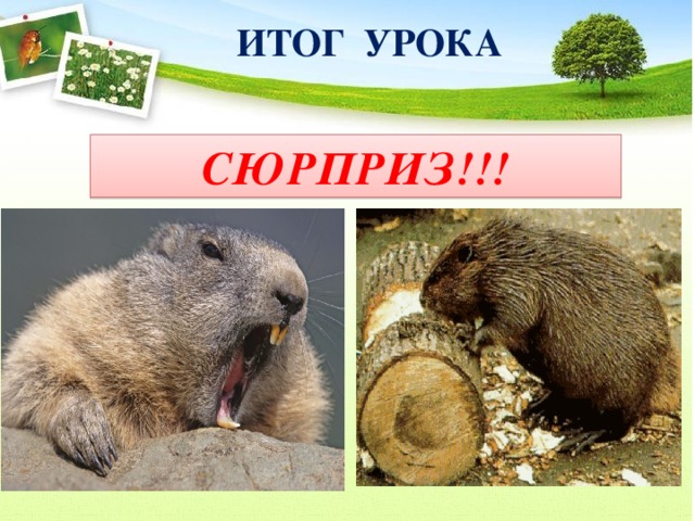 ИТОГ УРОКА СЮРПРИЗ!!!  