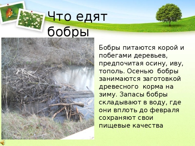 Что едят бобры Бобры питаются корой и побегами деревьев, предпочитая осину, иву, тополь. Осенью бобры занимаются заготовкой древесного корма на зиму. Запасы бобры складывают в воду, где они вплоть до февраля сохраняют свои пищевые качества 