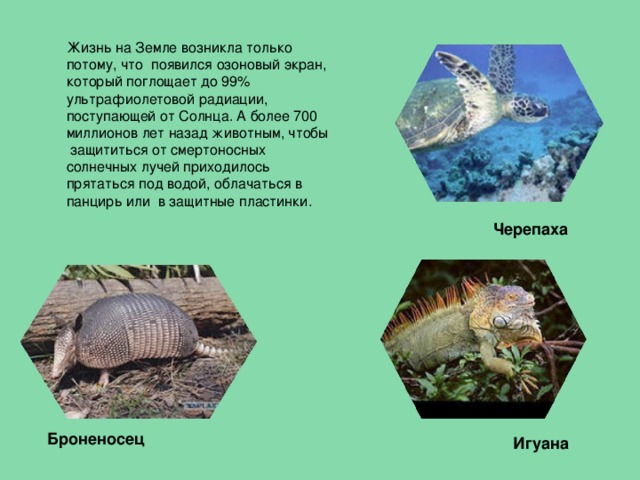 Жизнь на Земле возникла только потому, что появился озоновый экран, который поглощает до 99% ультрафиолетовой радиации, поступающей от Солнца. А более 700 миллионов лет назад животным, чтобы защититься от смертоносных солнечных лучей приходилось прятаться под водой, облачаться в панцирь или в защитные пластинки. Черепаха  Броненосец  Игуана  