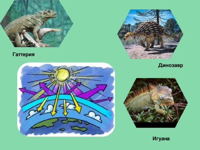 Гаттерия  Динозавр  Игуана  