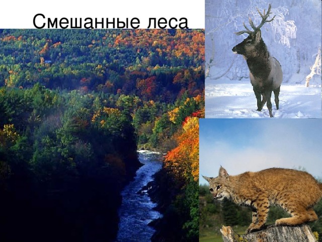 Смешанные леса 