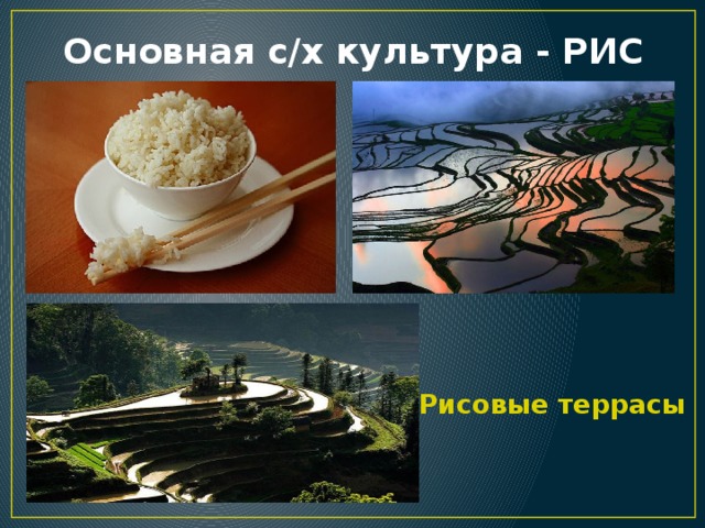 Основная с/х культура - РИС Рисовые террасы 