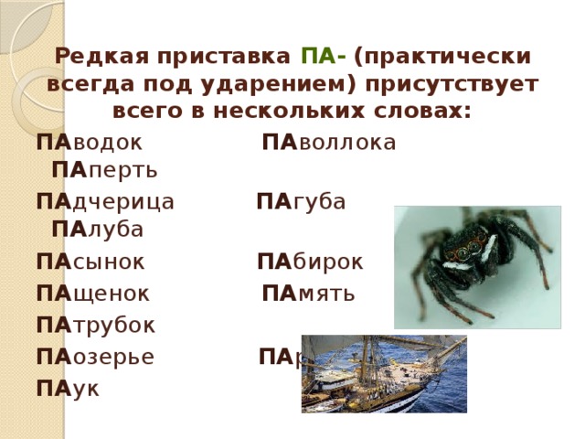 Редкая приставка па- (практически всегда под ударением) присутствует всего в нескольких словах: Па водок Па воллока Па перть Па дчерица Па губа Па луба Па сынок Па бирок Па щенок Па мять Па трубок Па озерье Па рубок Па ук 