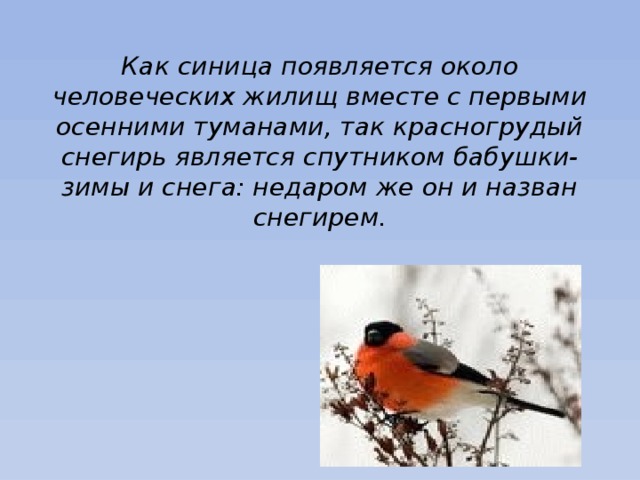 Как синица появляется около человеческих жилищ вместе с первыми осенними туманами, так красногрудый снегирь является спутником бабушки-зимы и снега: недаром же он и назван снегирем.   