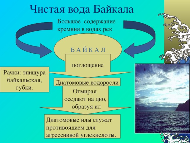 Чистая вода Байкала Большое содержание кремния в водах рек  Б А Й К А Л поглощение Рачки: эпищура байкальская, губки. Диатомовые водоросли Отмирая оседают на дно,  образуя ил Диатомовые илы служат противоядием для агрессивной углекислоты. 
