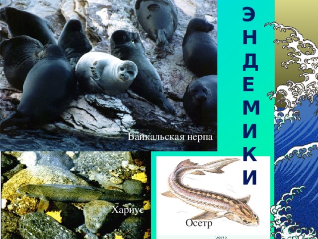 Э Н Д Е М И К И Байкальская нерпа Хариус Осетр 
