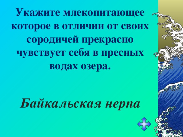 Укажите млекопитающее которое в отличии от своих сородичей прекрасно чувствует себя в пресных водах озера. Байкальская нерпа 