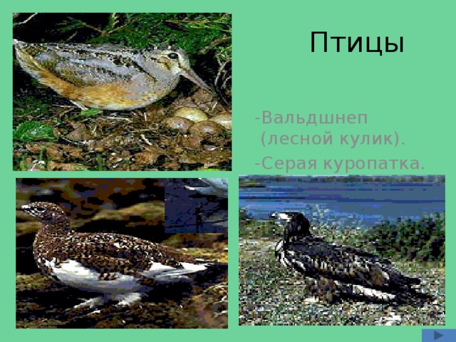  Птицы  -Вальдшнеп (лесной кулик).  -Серая куропатка.  -Орлан - белохвост. 