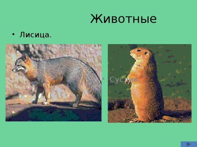  Животные Лисица. Суслик. 
