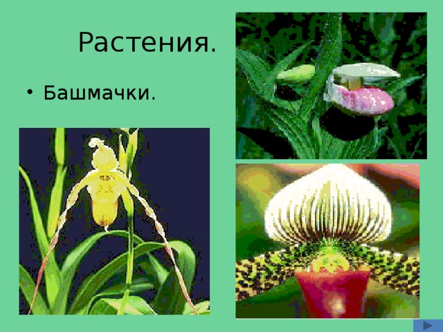 Растения. Башмачки. Башмачки. 8 