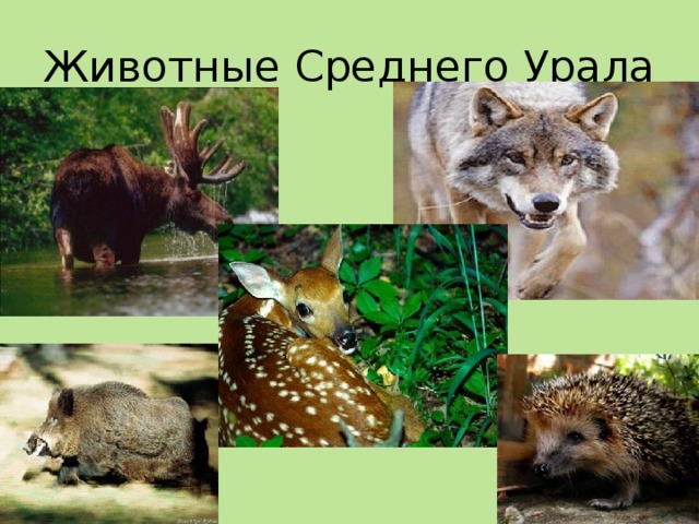 Животные Среднего Урала 