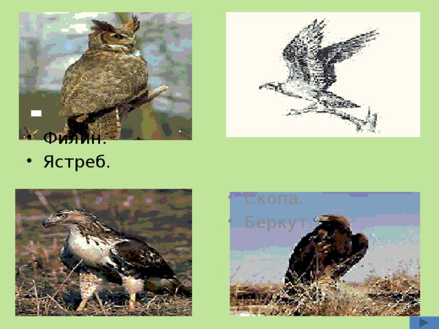 Филин. Ястреб. Скопа. Беркут. Беркут. 8 