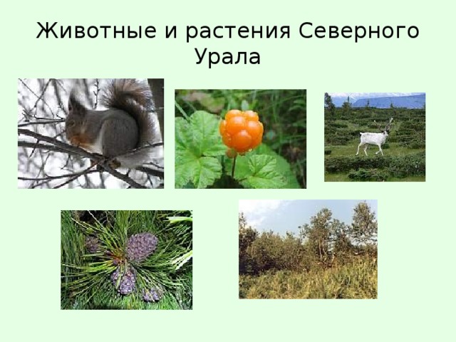 Проект животные урала