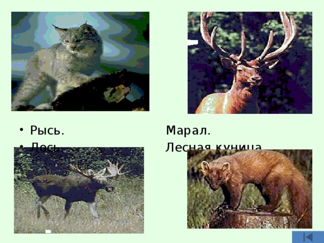 Рысь. Марал. Лось. Лесная куница. 