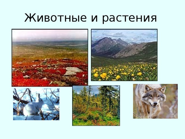 Животные и растения 
