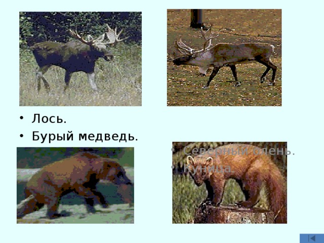 Северный олень. Куница. Лось. Бурый медведь. 
