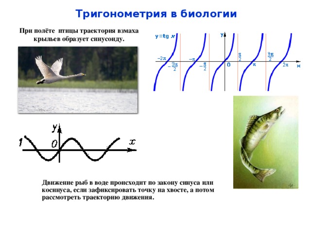 Тригонометрия в биологии При полёте птицы траектория взмаха крыльев образует синусоиду. Движение рыб в воде происходит по закону синуса или косинуса, если зафиксировать точку на хвосте, а потом рассмотреть траекторию движения. 