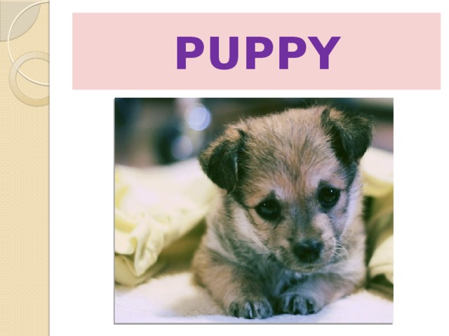 PUPPY 