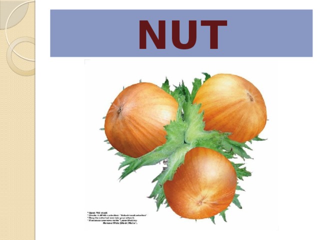 NUT 