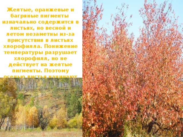  Желтые, оранжевые и багряные пигменты изначально содержится в листьях, но весной и летом незаметны из-за присутствия в листьях хлорофилла. Понижение температуры разрушает хлорофилл, но не действует на желтые пигменты. Поэтому осенью листья начинают желтеть. 