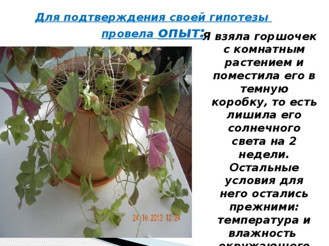 Опыт: Растение растущее в темноте Для подтверждения своей гипотезы провела опыт: Я взяла горшочек с комнатным растением и поместила его в темную коробку, то есть лишила его солнечного света на 2 недели. Остальные условия для него остались прежними: температура и влажность окружающего воздуха, регулярный полив. 