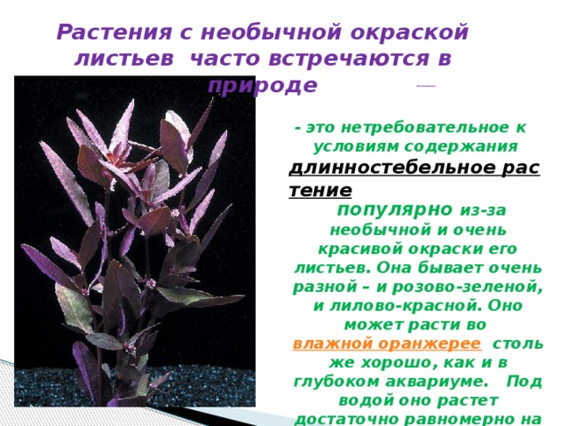 Растения с необычной окраской листьев часто встречаются в природе   Альтернантера  - это нетребовательное к условиям содержания длинностебельное растение  популярно из-за необычной и очень красивой окраски его листьев. Она бывает очень разной – и розово-зеленой, и лилово-красной. Оно может расти во влажной оранжерее  столь же хорошо, как и в глубоком аквариуме. Под водой оно растет достаточно равномерно на протяжении всего года. 
