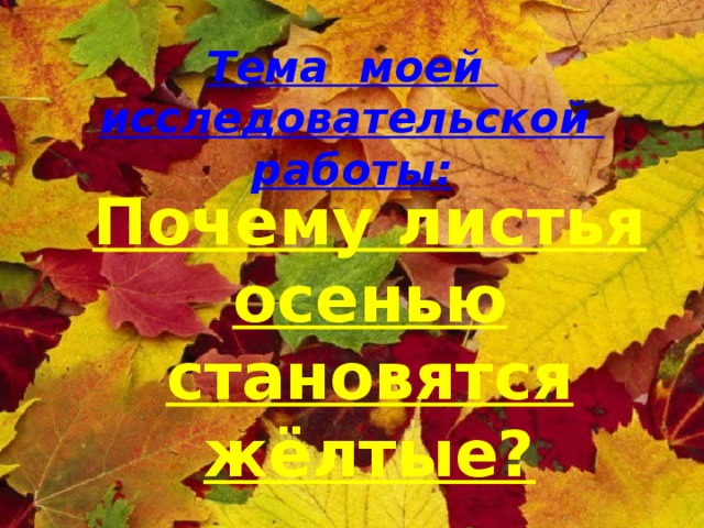 Тема моей исследовательской работы:   Почему листья осенью становятся жёлтые? 