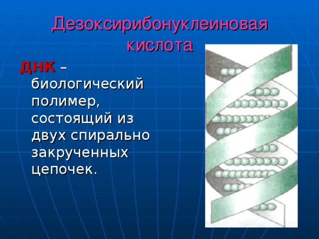 Дезоксирибонуклеиновая кислота ДНК  –биологический полимер, состоящий из двух спирально закрученных цепочек. 