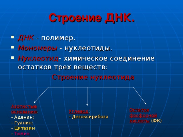 Строение ДНК. ДНК  - полимер. Мономеры - нуклеотиды. Нуклеотид - химическое соединение остатков трех веществ:  Строение нуклеотида Азотистые основания : - Аденин ; - Гуанин; - Цитазин - Тимин Остаток фосфорной кислоты (ФК) Углевод : - Дезоксирибоза 