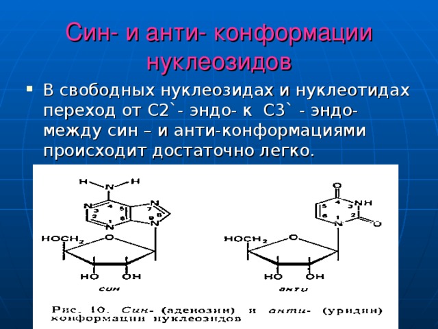 Син- и анти- конформации нуклеозидов В свободных нуклеозидах и нуклеотидах переход от C2` - эндо- к C3` - эндо- между син – и анти-конформациями происходит достаточно легко. 