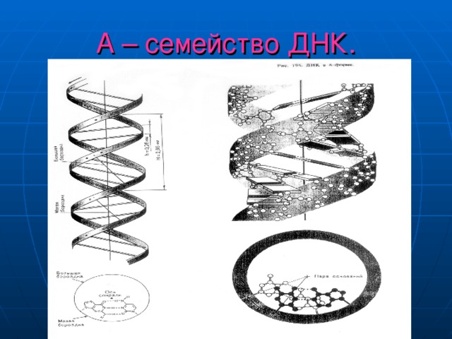 А – семейство ДНК. 