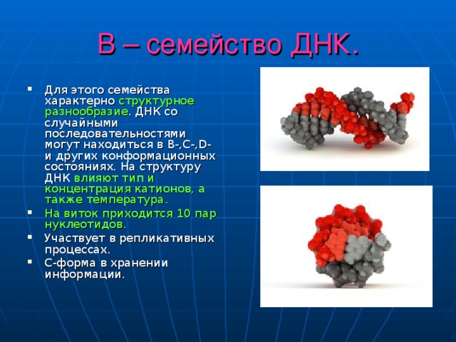 В – семейство ДНК. Для этого семейства характерно структурное разнообразие . ДНК со случайными последовательностями могут находиться в В-,С-, D - и других конформационных состояниях. На структуру ДНК влияют тип и концентрация катионов, а также температура. На виток приходится 10 пар нуклеотидов. Участвует в репликативных процессах. С-форма в хранении информации. 