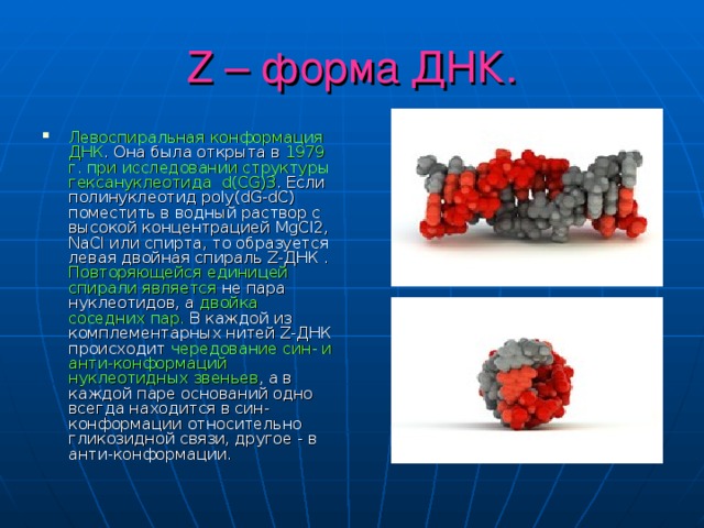 Z – форма ДНК. Левоспиральная конформация ДНК . Она была открыта в 1979 г. при исследовании структуры гексануклеотида d(CG)3 . Если полинуклеотид poly(dG-dC) поместить в водный раствор с высокой концентрацией MgCl2, NaCl или спирта, то образуется левая двойная спираль Z-ДНК . Повторяющейся единицей спирали является не пара нуклеотидов, а двойка соседних пар. В каждой из комплементарных нитей Z-ДНК происходит чередование син- и анти-конформаций нуклеотидных звеньев , а в каждой паре оснований одно всегда находится в син-конформации относительно гликозидной связи, другое - в анти-конформации. 
