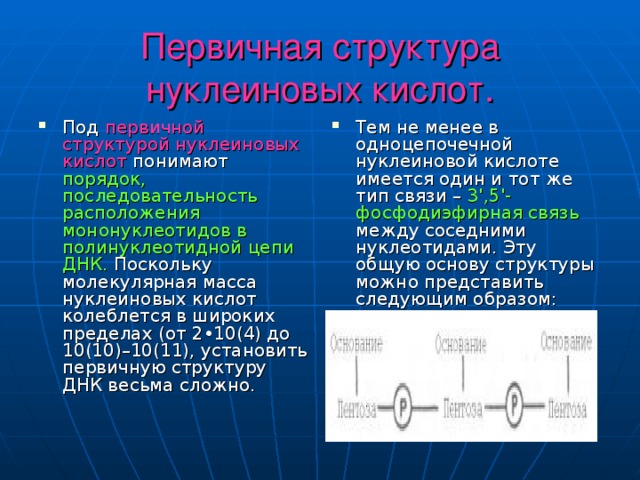 Первичная структура нуклеиновых кислот. Под первичной структурой нуклеиновых кислот понимают порядок, последовательность расположения мононуклеотидов в полинуклеотидной цепи ДНК. Поскольку молекулярная масса нуклеиновых кислот колеблется в широких пределах (от 2•10(4) до 10(10)–10(11), установить первичную структуру ДНК весьма сложно. Тем не менее в одноцепочечной нуклеиновой кислоте имеется один и тот же тип связи – 3',5'-фосфодиэфирная связь между соседними нуклеотидами. Эту общую основу структуры можно представить следующим образом:  