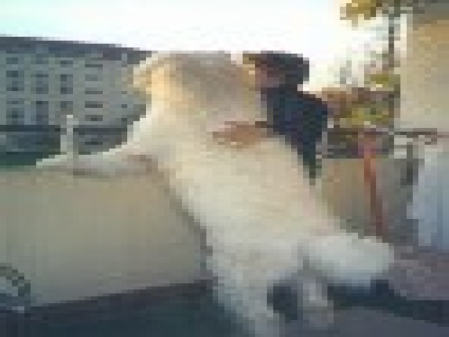 Нельзя свешиваться через перила. Нельзя сидеть на перилах. Нельзя устраивать на балконе подвижные игры. 