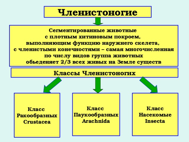 Членистоногие  Сегментированные животные с плотным хитиновым покроем, выполняющим функцию наружнего скелета, с членистыми конечностями – самая многочисленная по числу видов группа животных обьеденяет 2/3 всех живых на Земле существ  Классы Членистоногих Класс Ракообразных Crustacea Класс Паукообразных Arachnida Класс Насекомые Insecta 