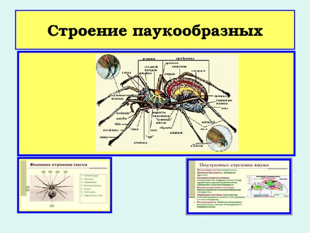 Органы зрения у паукообразных. Внутреннее строение паукообразных таблица. Класс паукообразные внутреннее строение. Внешнее и внутреннее строение паукообразных 7 класс таблица. Внутреннее строение паукообразных 7 класс биология таблица.