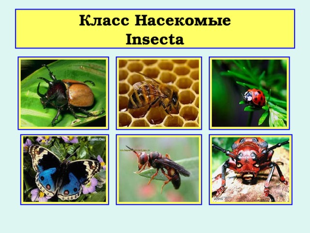 Класс Насекомые  Insecta 