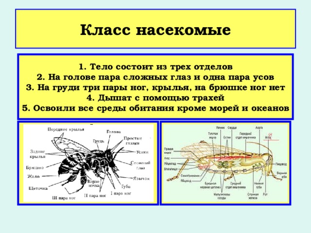 Насекомые имеют 3 отдела. Брюшко насекомых состоит из. Отделов состоит тело насекомых?.