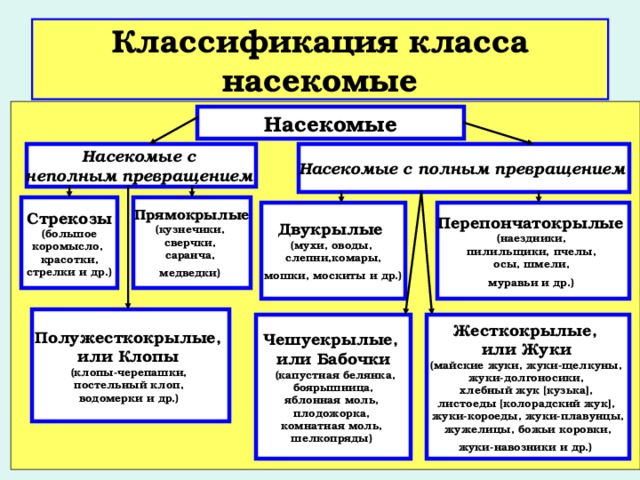 Систематика насекомых схема