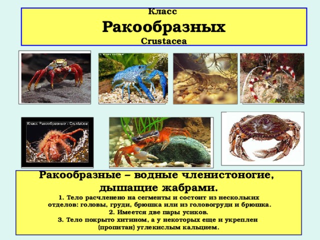  Класс  Ракообразных  Crustacea      Ракообразные – водные членистоногие, дышащие жабрами. 1. Тело расчленено на сегменты и состоит из нескольких  отделов: головы, груди, брюшка или из головогруди и брюшка. 2. Имеется две пары усиков. 3. Тело покрыто хитином, а у некоторых еще и укреплен (пропитан) углекислым кальцием.  