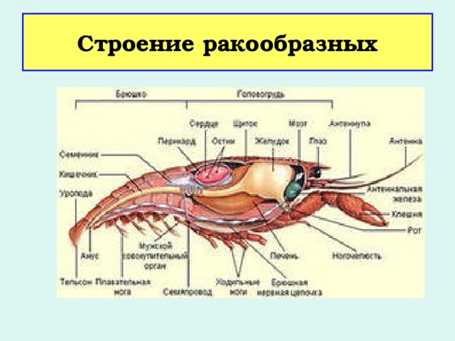 Строение ракообразных 