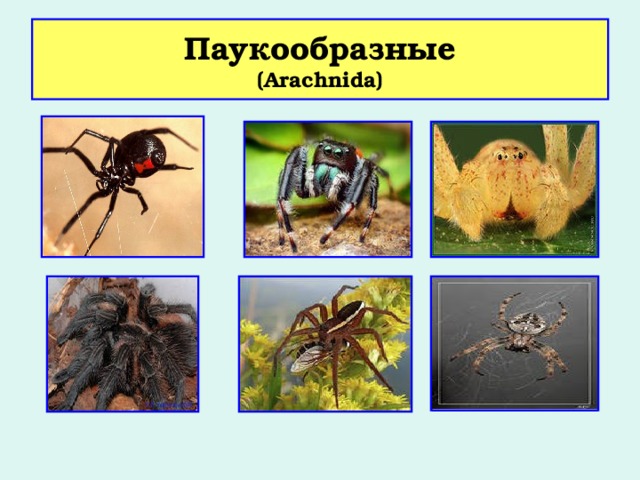 Паукообразные  ( Arachnida) 