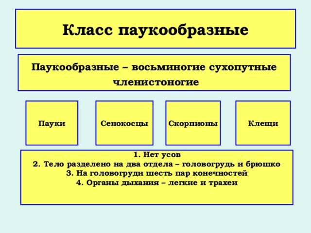 Класс паукообразные  Паукообразные – восьминогие сухопутные  членистоногие  Пауки Сенокосцы Скорпионы Клещи 1. Нет усов 2. Тело разделено на два отдела – головогрудь и брюшко 3. На головогруди шесть пар конечностей 4. Органы дыхания – легкие и трахеи 