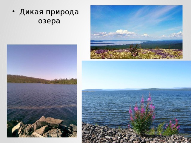 Дикая природа озера 