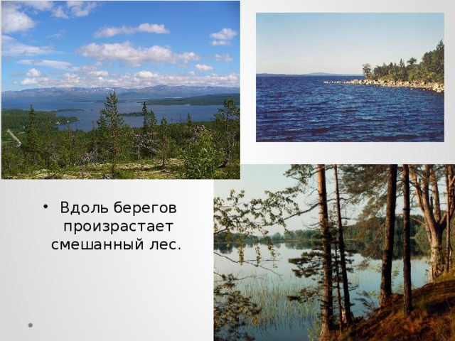 Вдоль берегов произрастает смешанный лес.   