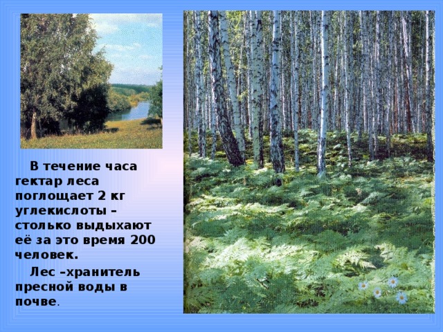 В течение часа гектар леса поглощает 2 кг углекислоты – столько выдыхают её за это время 200 человек. Лес –хранитель пресной воды в почве . 